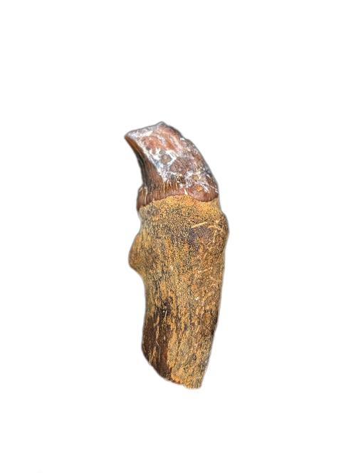 Whale Tooth from Shark Tooth Hill, California