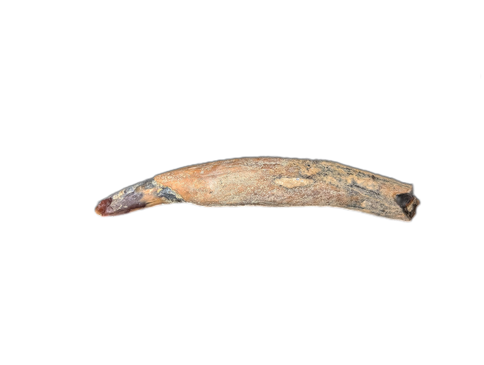 Whale Tooth from Shark Tooth Hill, California