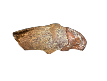 Whale Tooth from Shark Tooth Hill, California