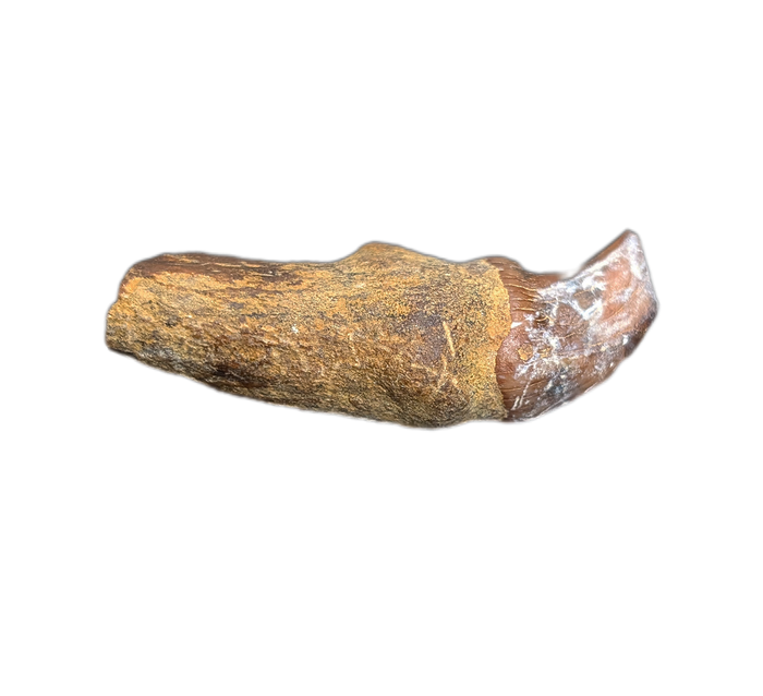 Whale Tooth from Shark Tooth Hill, California