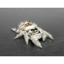 White Regal Jumping Spider (Phidippus regius)