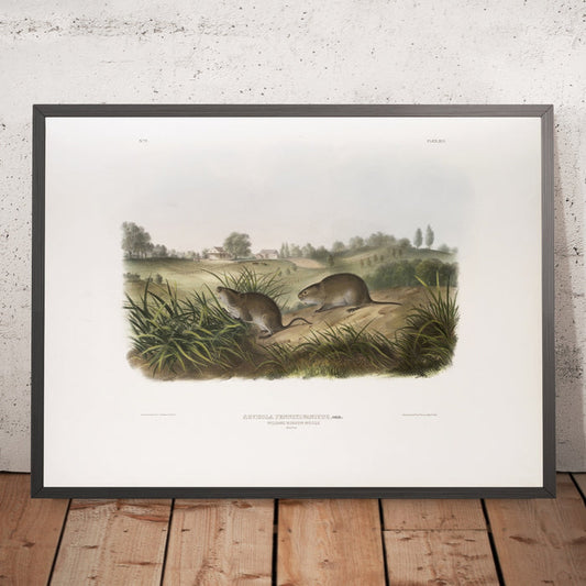 A framed image of