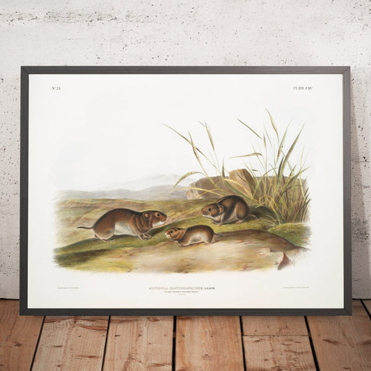 A framed image of