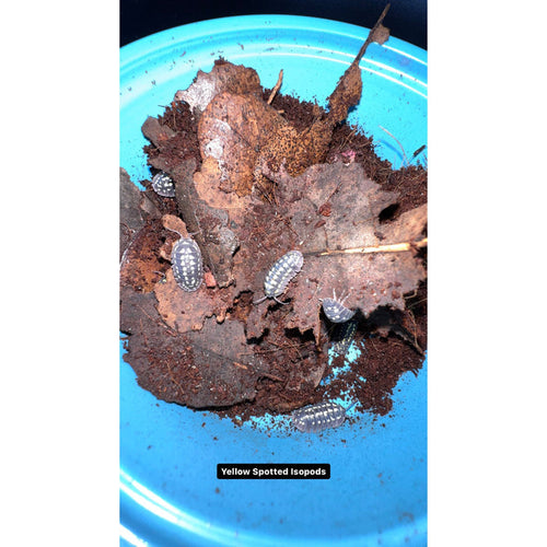 Yellow Spotted Isopod (10ct) (Armadillidium gestori)
