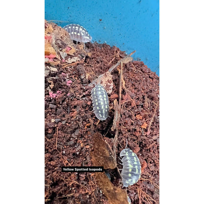 Yellow Spotted Isopod (10ct) (Armadillidium gestori)