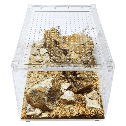 YKL25A HerpCult Large Flat Acrylic Enclosure with Magnetic Lid for Reptiles 12" x 8" x 6":Jungle Bob's Reptile World